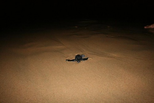 Leatherback