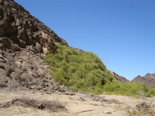 namibia khan river 080 (Small).JPG