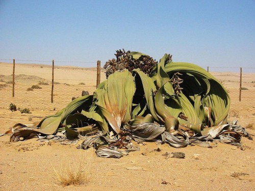 800px-Welwitschia_mirabilis%282%29.jpg