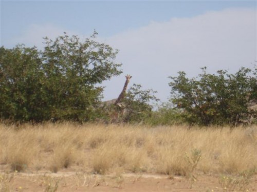 Swakop Brandberg Palmwag 267 (Small).JPG