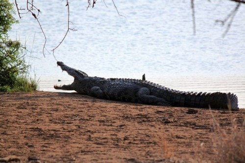 Crocodile.JPG