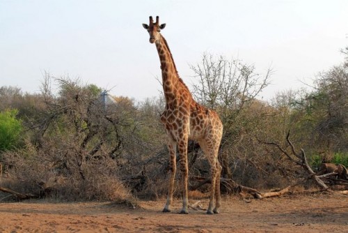 Giraffe.JPG