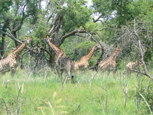 Plenty dead trees show the effect of the a drought during the 90's. Plenty mega fauna.