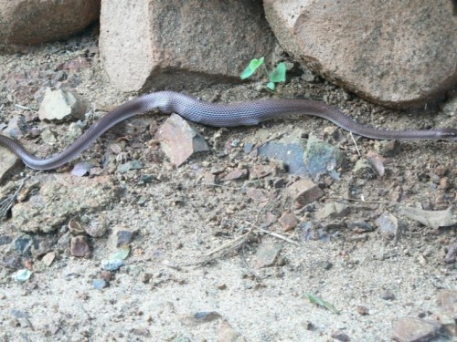 Another snake, this one had a lizard for breakfast.