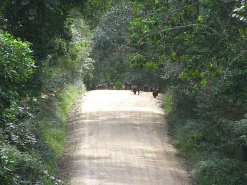 Old Voortrekker Ox Wagon Pass