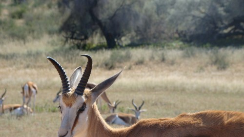 Pic 2 -horns growing to the front