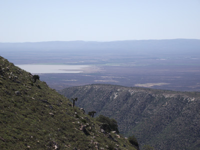 9 Cycads and Darlington dam to the north.jpg