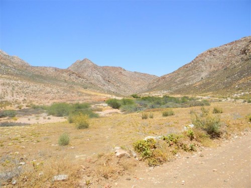 Namakwa  Namibia 2011 1705 (Medium).JPG