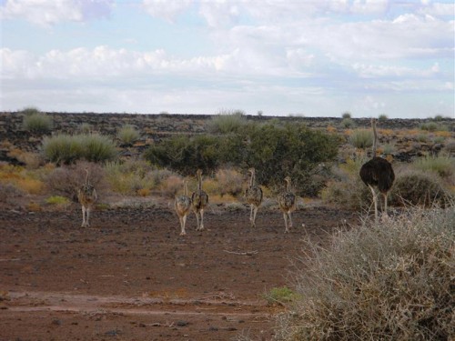 Namakwa  Namibia 2011 1969 (Medium).JPG