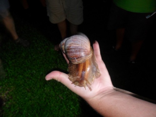 Snail 1.jpg