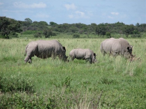 09 Khama Rhino Sanctuary renosterfamilie.JPG