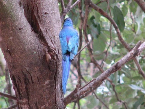 22 Okavango Delta nog 'n vogel .JPG