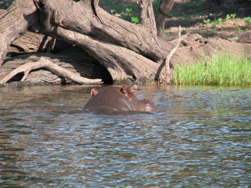 63 Chobe rivier check jou uit.JPG