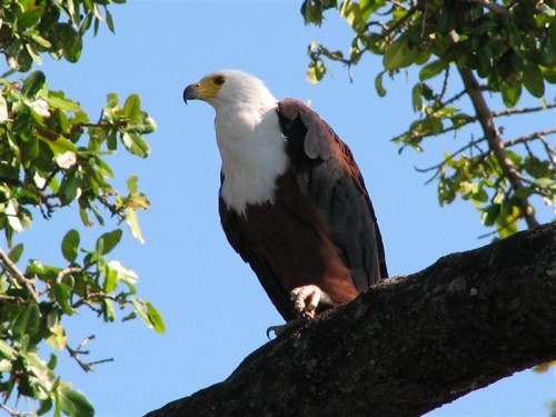 64 Chobe rivier visarend.JPG