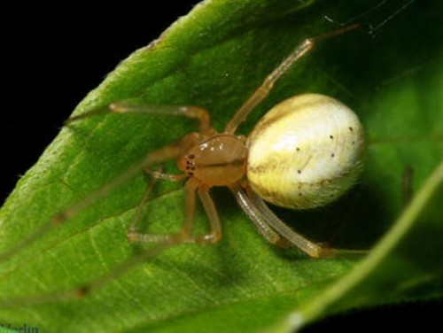 Enoplognatha_ovata__small_small (Small).jpg