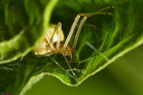 Enoplognatha_ovata_3 (Small).jpg