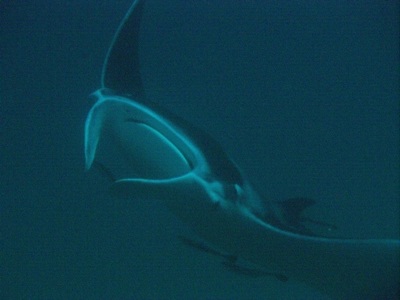 manta