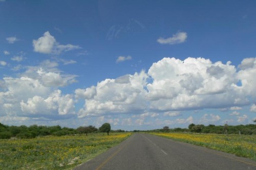 Geel blomme langs die Kalahari Snelweg