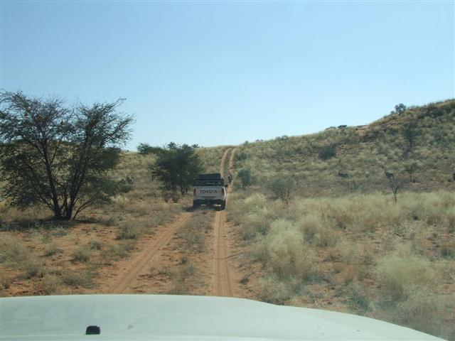 KALAHARI JUNIE 2012 084 (Small).jpg