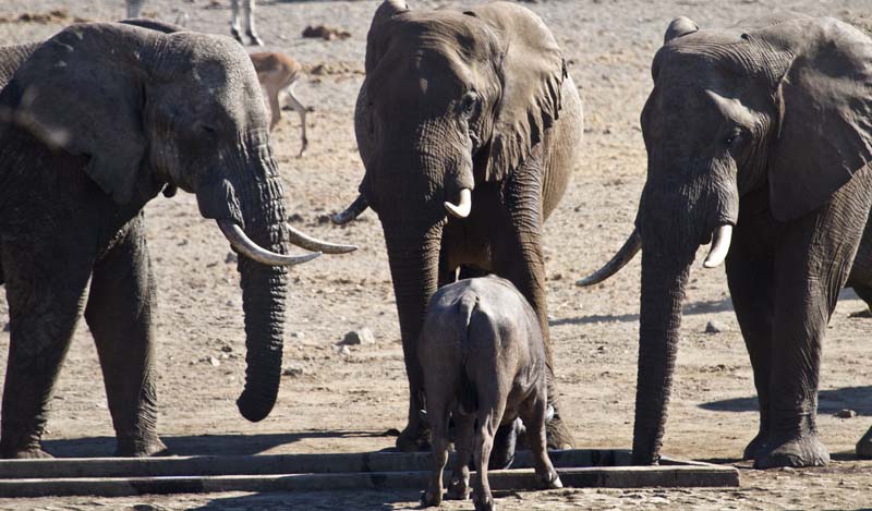 2012Jul02_Kruger park 1.jpg