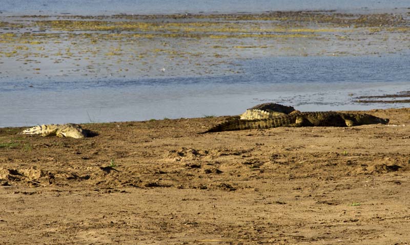 2012Jul06_crocs.jpg