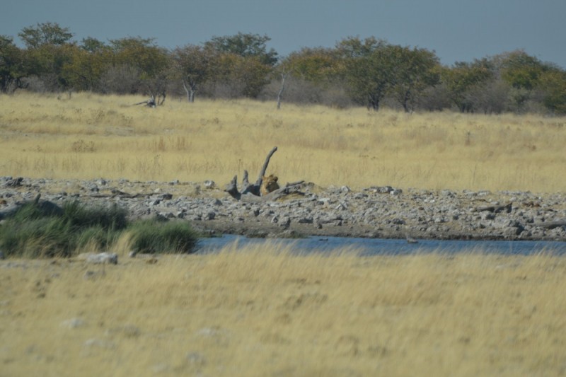 jong mannetjie wat sy afstand gehou het maar jy kon sien die ou het net oe gehad vir die tannie leeu(die ene wat so vinnig en aanhoudend draf)