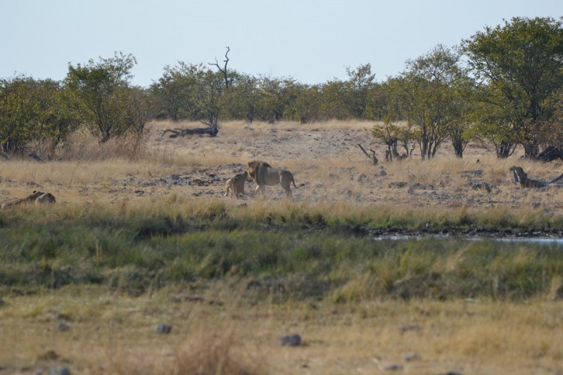 Die haastige oom en tannie leeu en die peeping anties links