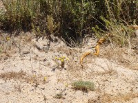 beach_langebaan 049 (Large).jpg