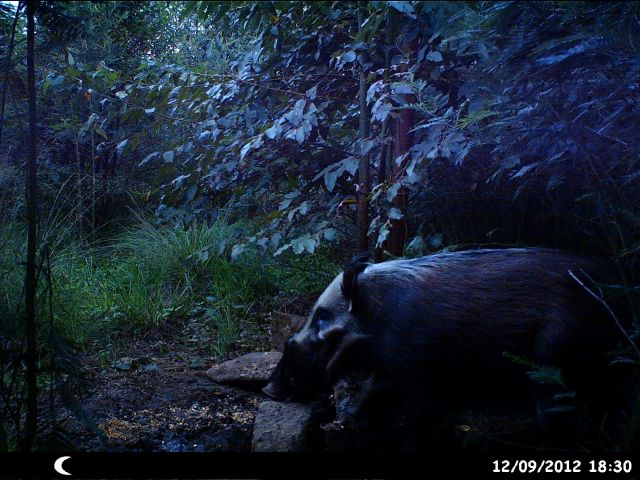 trailcam3.jpg