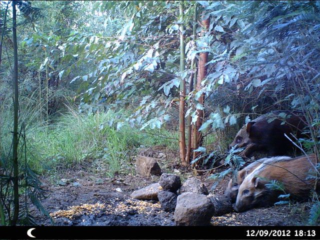 trailcam1.jpg