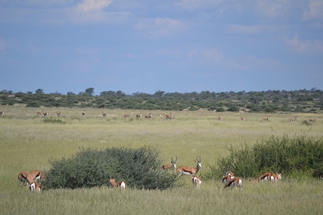 Activity in the pan