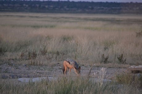 A very nervous jackal at the water hole
