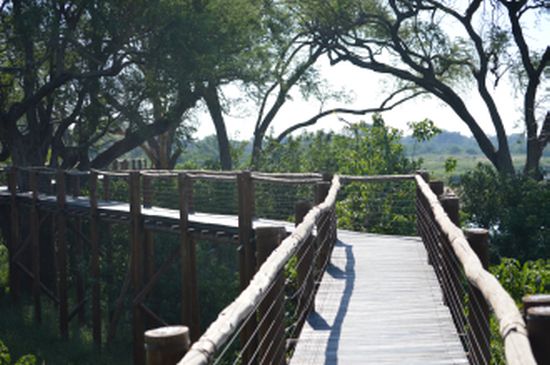 Treetop walk at Mapungupwe.jpg