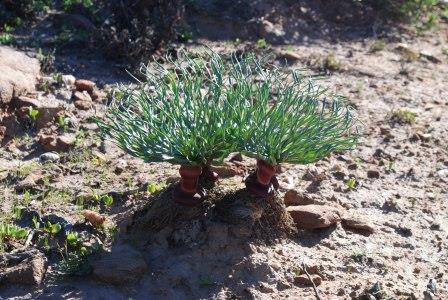 This plant is unknown to me