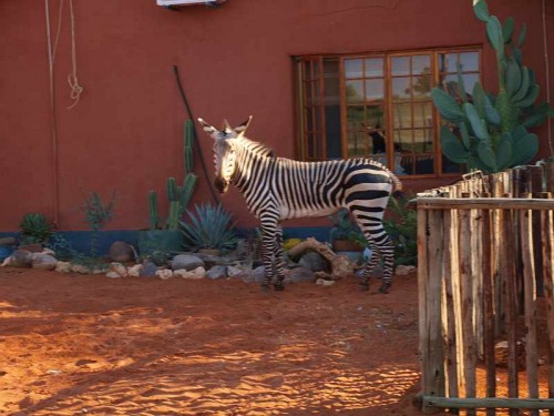 Ziggy the tame Zebra.jpg