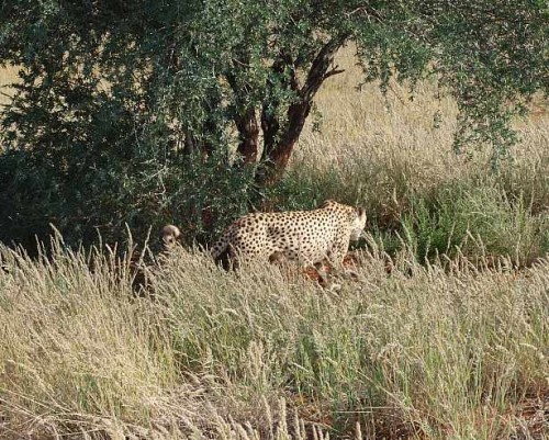 Kalahari Cheetah.jpg