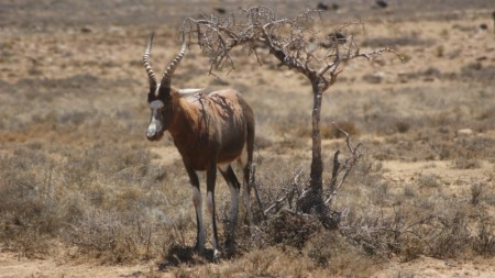 63 Hartebeest soek skuiling onder die boom.jpg