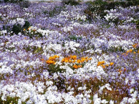 Flowers... Skilpad