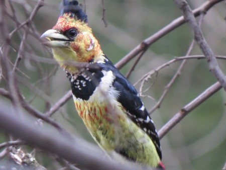 Crested Barbet.jpg