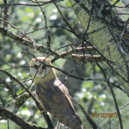 Western Barn Owl.jpg