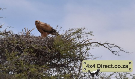 Kgalagadi 2018