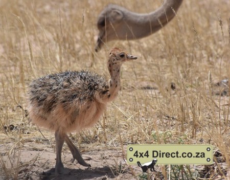 Kgalagadi 2018