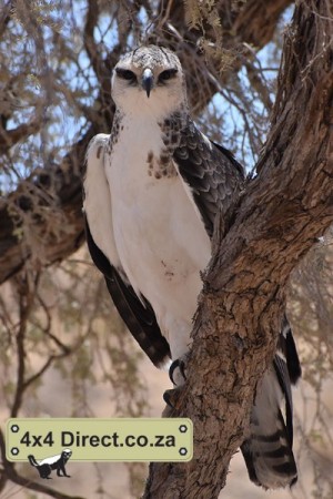 Kgalagadi 2018