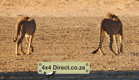 Kgalagadi 2018