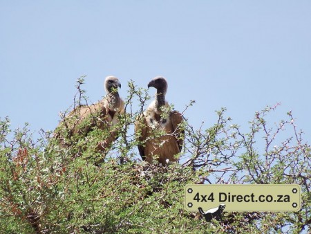 Kgalagadi 2018