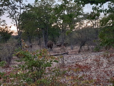 006 Elephants at Pafuri.jpg