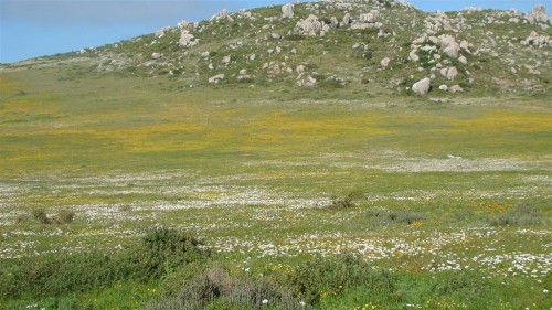 Weskus Nature Reserve Juan verjaar 2 014 (Large).jpg