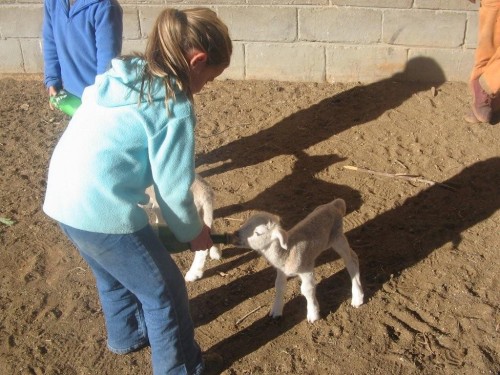 LeRee feeding the lambs