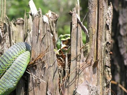 Snake Eating A Bird