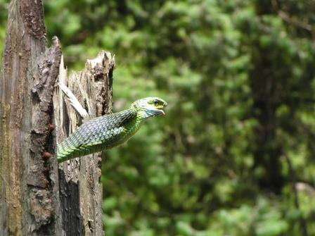 Snake Swollowing A Bird